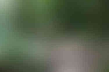 Peninsula Trail Hiking Trail at Lake Hope State Park McArthur Ohio