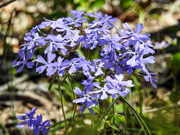 Clear Creek Metro Park - Prairie Warbler Trail and E.E. Good Prairie Loop Rockbridge Ohio Wild Blue Phlox Flowers