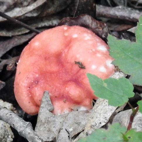 Fungus located at Christmas Rocks State Nature Preserve Charles R. Goslin Nature Sanctuary Ohio Department of Natural Resources Division of Natural Areas and Preserves