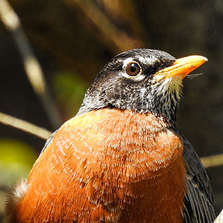 American Robin at Clear Creek Metro Park Ohio