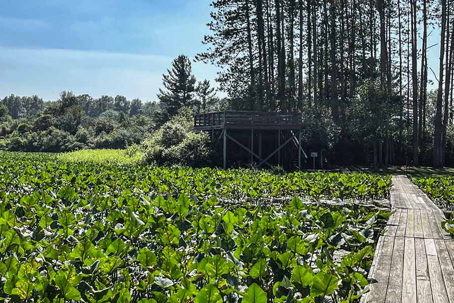 Boardwalk through lush wetlands leads to an observation deck at Punderson State Park.