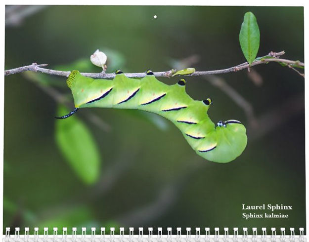 Ohio Caterpillars Laurel Sphinx Sphinx kalmiae