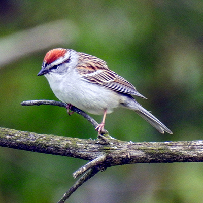 Chipping Sparrow at Charles F. Alley Memorial Park aka Alley Park Lancaster Ohio
