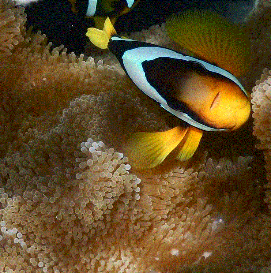 ClownFish.GIF