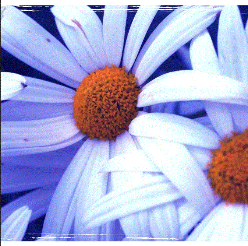 White flower digitised.GIF