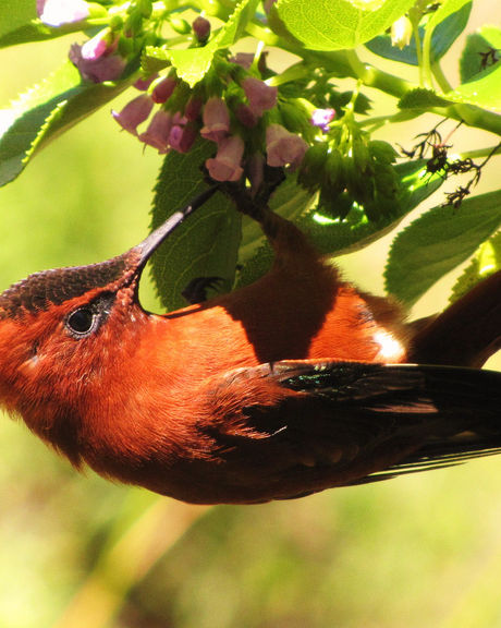 Conservación | SpanishHummingbird