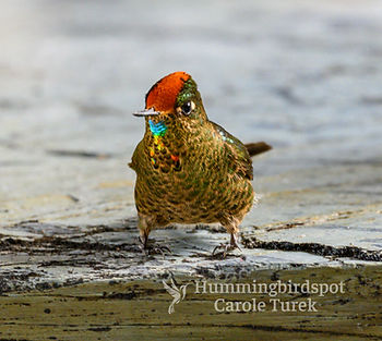 Rainbow-bearded Thornbill