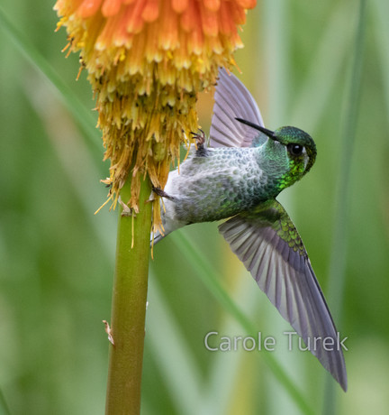 Green-breasted Moutain-gem