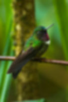 5Amethyst-throated_Sunangel