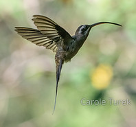 Long-billed Hermit