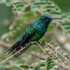 Canivet's Emerald