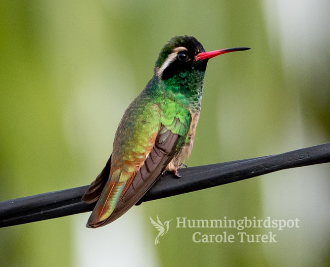 Xantus's hummingbirdspot Hummingbird Photography