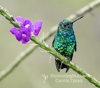 Esmeralda coliazul