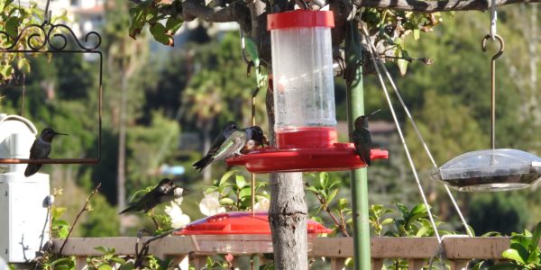 Hummingbird Feeder Types Saucer Vs Vacuum Feeders