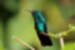 36Blue-chinned_sapphire