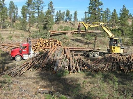 mechanical logging 3.jpg
