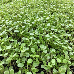microgreens