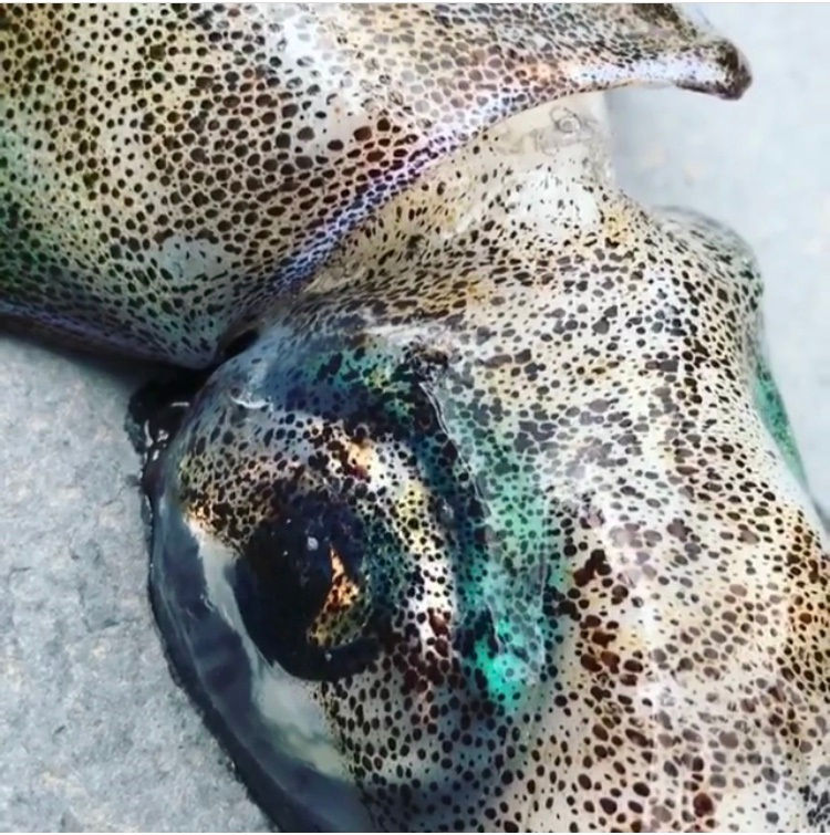 South Australian Calamari Whole FRESH