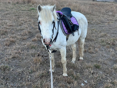 Small white pony wearing a black saddle and purple saddle pad, standing in a dry paddock at Sandalay Park in rural Queensland, with rolling hills and a pastel sunset sky in the background.