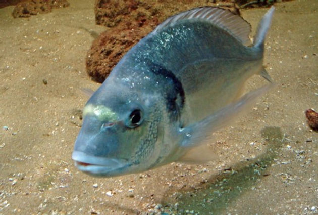 Dourada.jpg