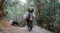 Mules Scale Mountainous Terrain to Deliver Aid to Hurricaine-Stricken North Carolinians