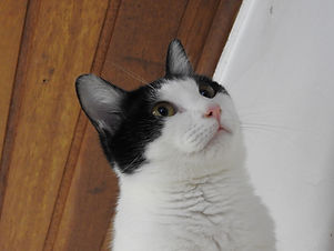 Adoção Adotar gatinho