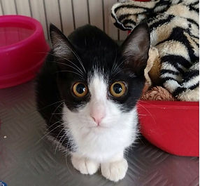 Adoção Adotar gatinho