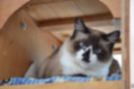 Catuaba