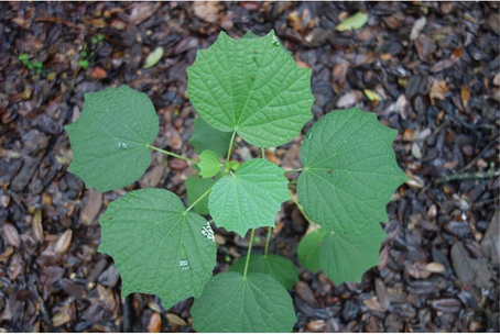 Dealing With Florida's Invasive Plants