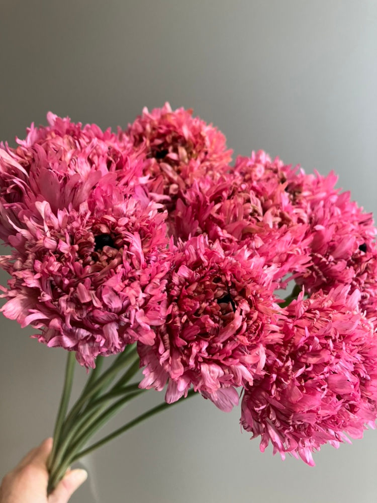 野性的でどこか自由奔放に感じるお花♪