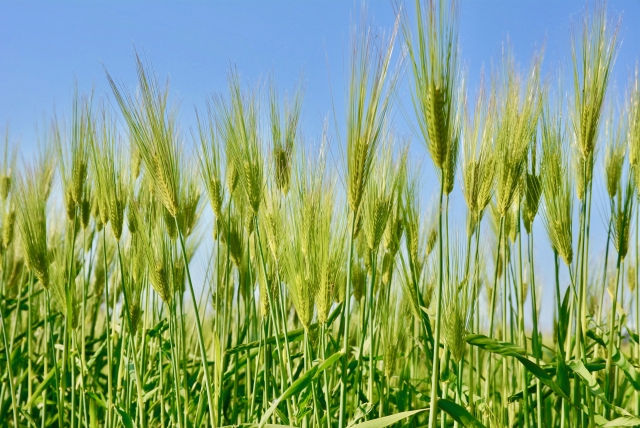 芒（ひげ）へのこだわり！？