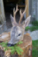 DSC02841.JPG