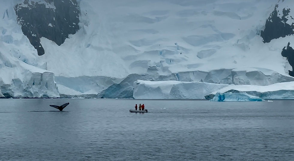 Humpback Whales!