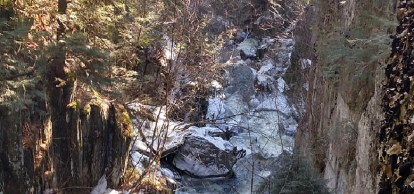 Windsor Jambs at the State Forest