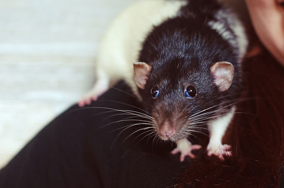 Baloo the rat sitting on a shoulder, looking at the camera