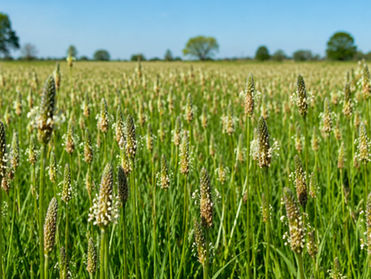 Fiber, Psyllium, Supplements