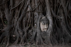 Tree Buddha