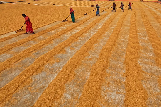 Field-pexels-dibakar-roy-2432543-20396308.jpg