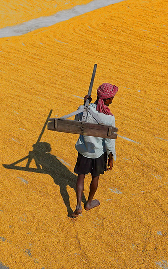 Field-pexels-dibakar-roy-2432543-20806389 copy.jpg