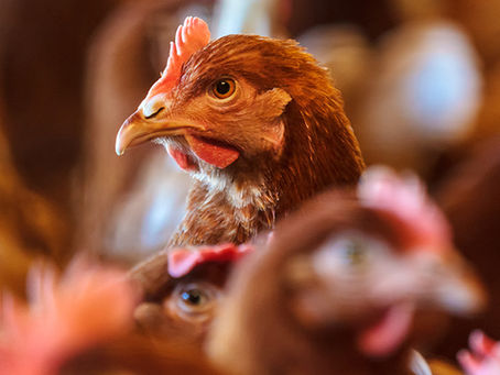 10 facts you should know about factory-farmed chickens