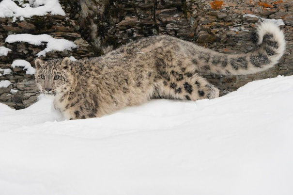 snow leopard