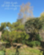 Entretien de jardin et taille de restructuration des vieux arbres et arbustes pour leur redonner une jeunesse et valoriser leur présence dans le jardin