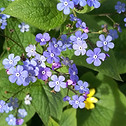 Brunnera en fleurs