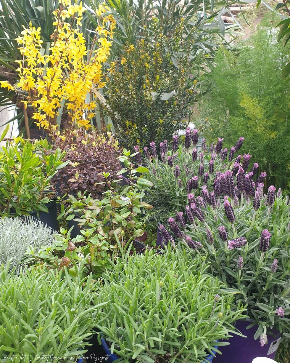 L'approvisionnement des végétaux dans le jardin... toujours un moment très émouvant