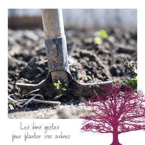 Plantations de vos arbres : les bons gestes à adopter