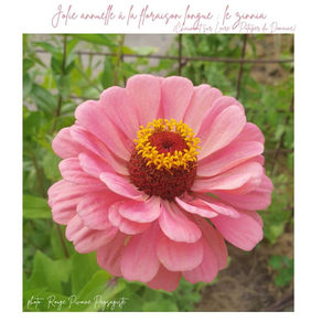 Jolie fleur des jardins de grand-mère : le zinnia