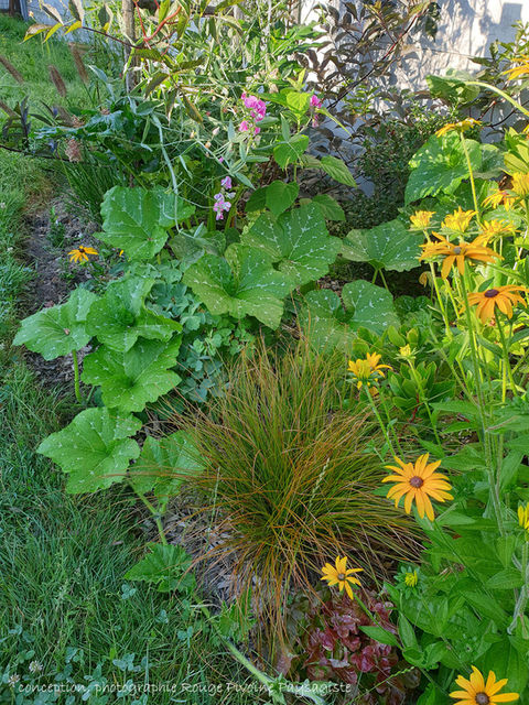 Foisonnement végétal dans un jardin qui prend enfin vie, plantes ornementales et potagères cohabitent joyeusement