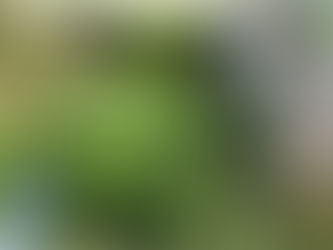 Notre patio ombragé expérimental à Gétigné, un et demi après sa création