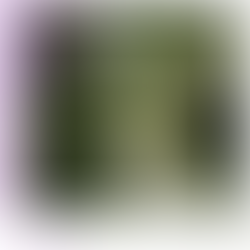 Le jardin de l'Ile Mabon : une friche industrielle naturellement habitée, en plein centre de Nantes