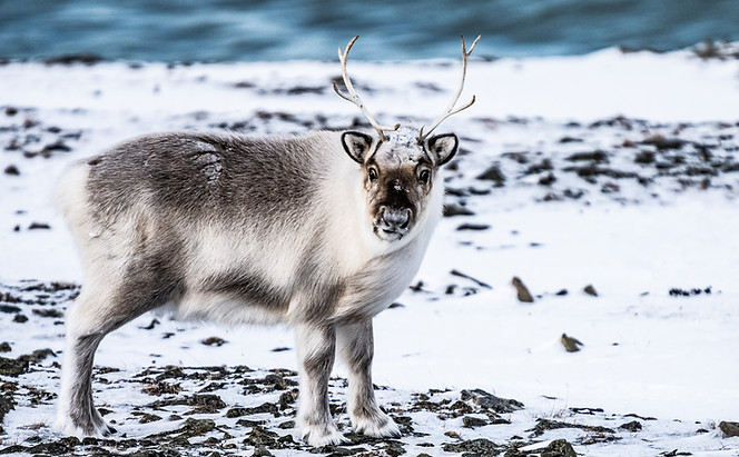 Svalbard_7-1.jpg